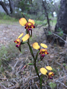 Australian Native Wild Flowers Scarf Silken Twine Scarf
