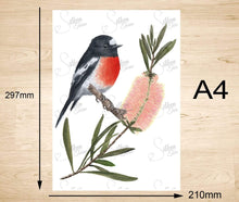 Load image into Gallery viewer, Scarlet Robin Art Print Right Silken Twine Art Print