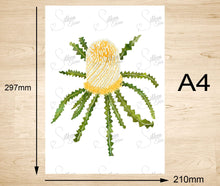 Load image into Gallery viewer, Showy Banksia Art Print Silken Twine Art Print