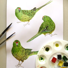 Load image into Gallery viewer, Western Ground Parrot Art Print "Saving Kyloring" Silken Twine Art Print