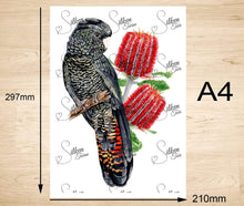 Load image into Gallery viewer, Red Tailed Black Cockatoo Female Art Print Silken Twine Art Print