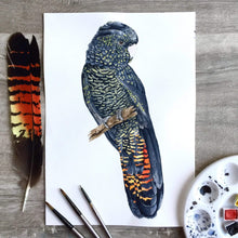 Load image into Gallery viewer, Red Tailed Black Cockatoo Female Art Print Silken Twine Art Print
